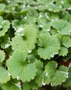 GLECHOMA hederacea Variegated Creeping Charlie